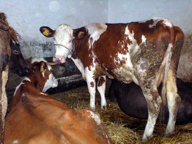 Брука: Просипају млеко, јер немају коме да га продају!